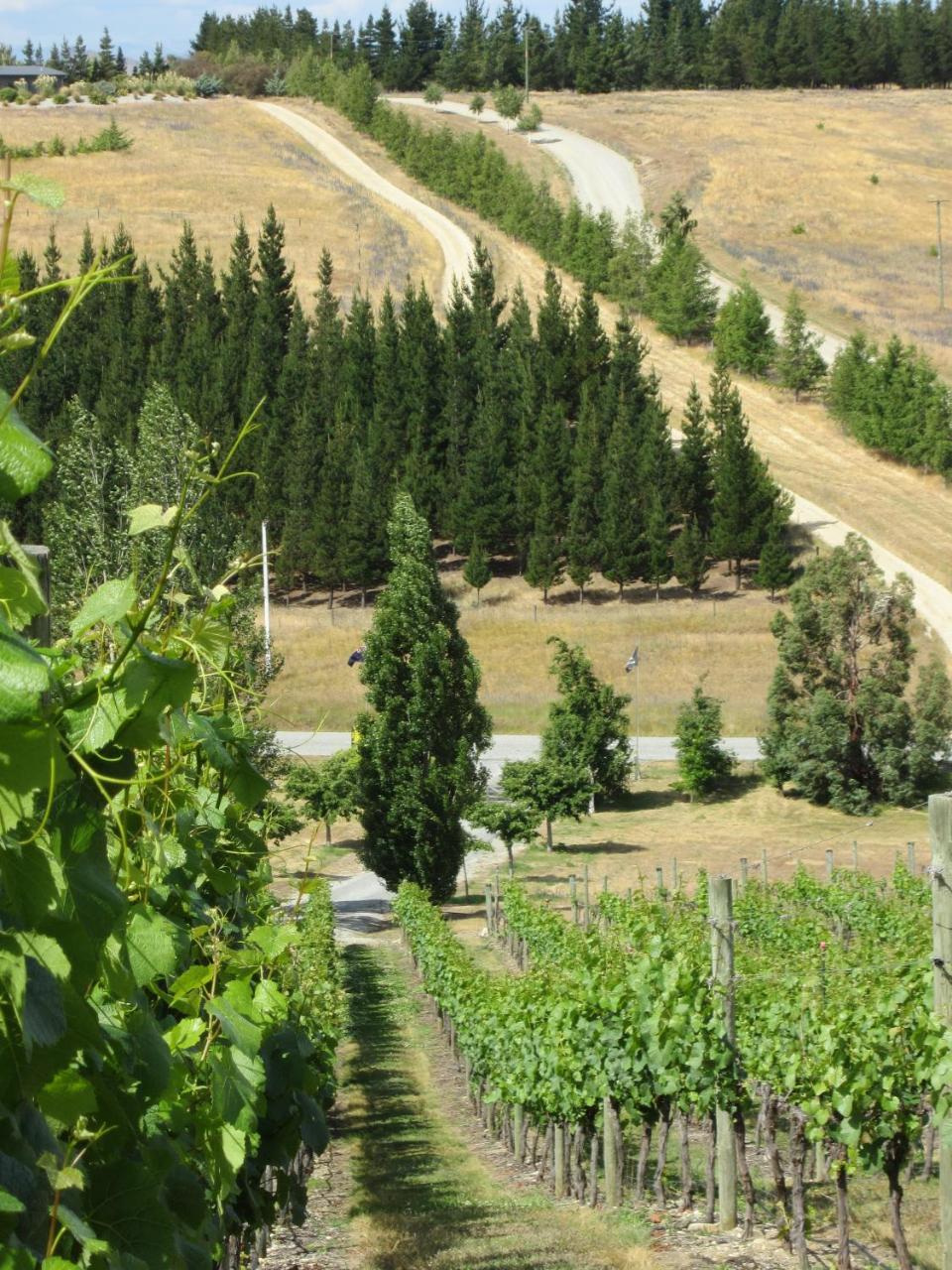 Hawkdun Rise Vineyard & Accommodation Alexandra Εξωτερικό φωτογραφία